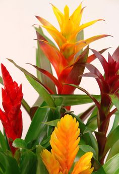 Cesta Plantas Bahamas, Regalar Plantas en un Cumpleaños, Planta de Regalo, Floristería Online, Planta de Regalo para un Despacho