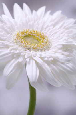 Ramo Flores París, Floristería en Benalmádena, Flores Blancas para Regalar, Floristería Online, Arreglos Florales, Envío de Flores a Domicilio